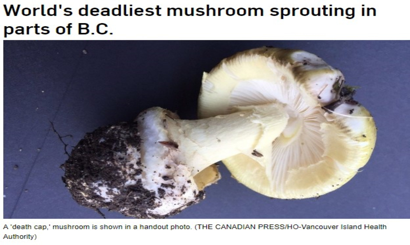 加拿大惊现世界最毒蘑菇 已有孩子误食致命