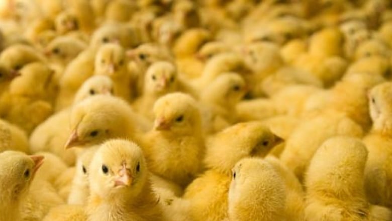 离谱！安省休伦县农场3万只小鸡被盗